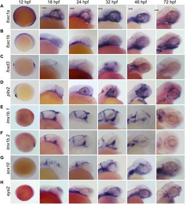 Spatiotemporal Characterization of Anterior Segment Mesenchyme Heterogeneity During Zebrafish Ocular Anterior Segment Development